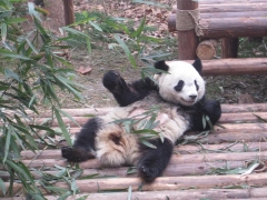 Pandacentret, Chengdu
